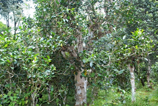 pu erh tea and metabolism