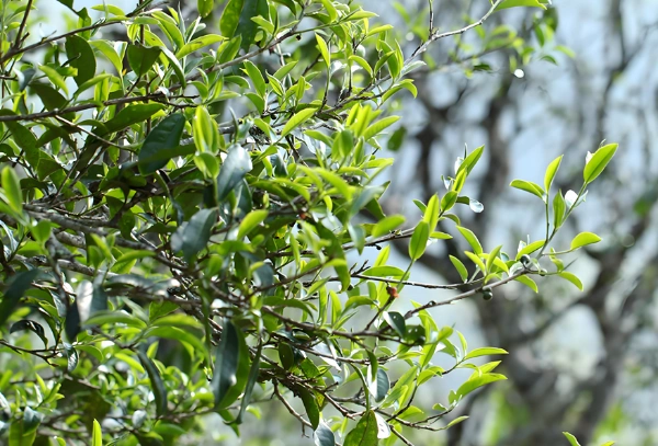 pu erh tea anti-inflammatory