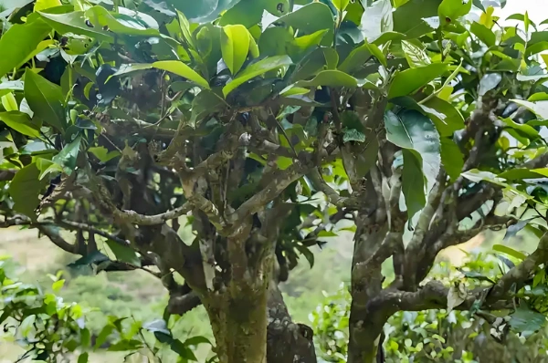 pu erh tea brewing guide