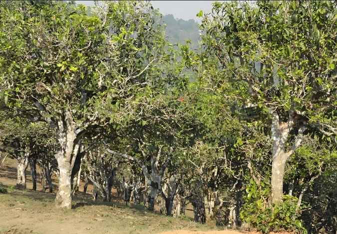 pu erh tea digestion