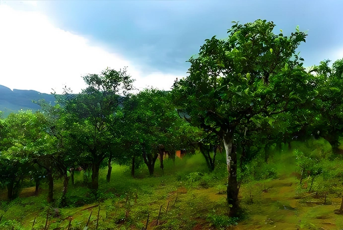 pu erh tea for detoxification