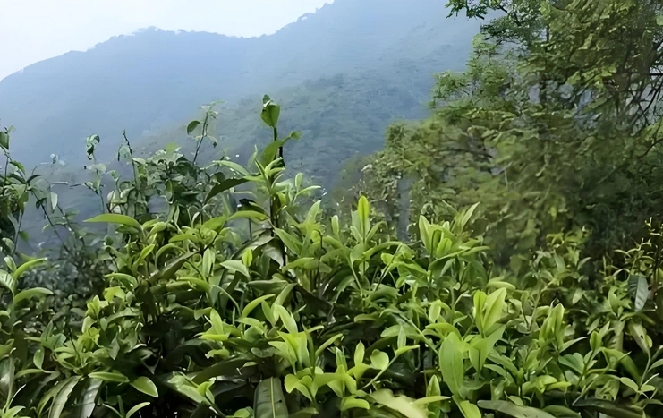 pu erh tea for immune support