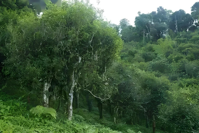 pu erh tea for office workers