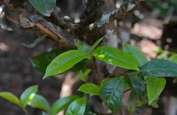 pu erh tea for weight loss diet