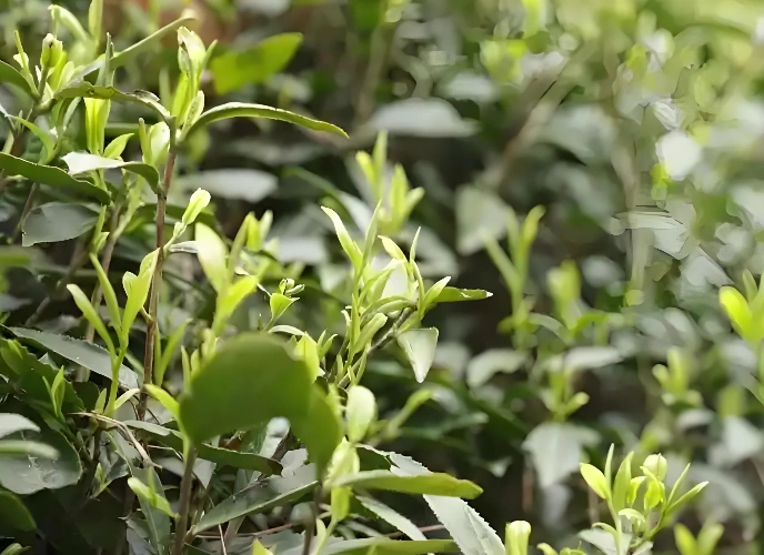 white tea antioxidants