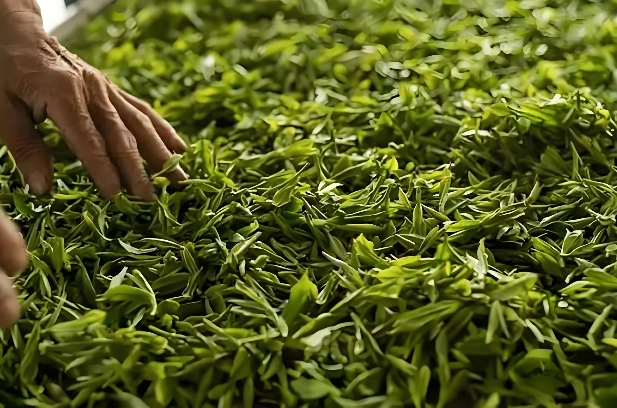 white tea antioxidants