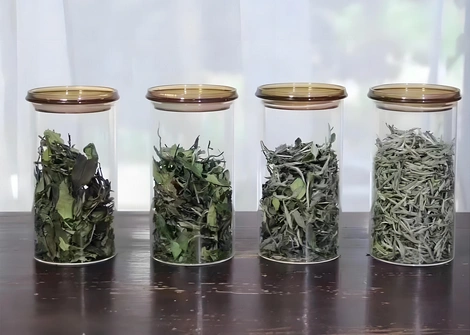 white tea caffeine vs coffee
