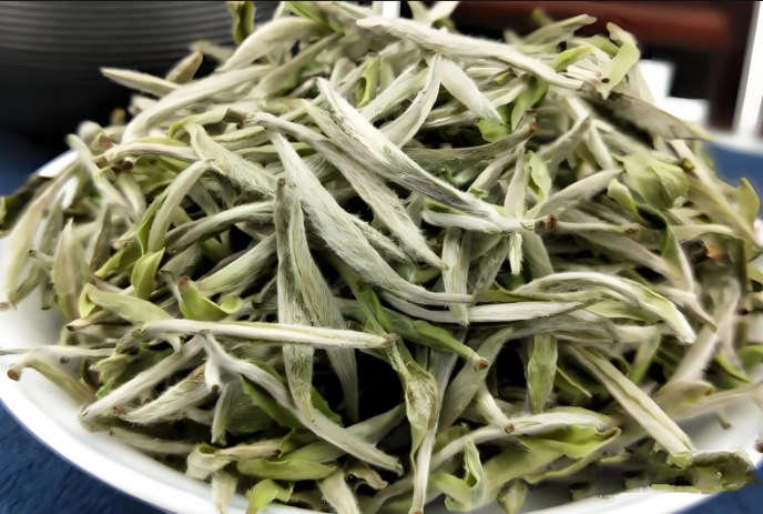 white tea for immune support