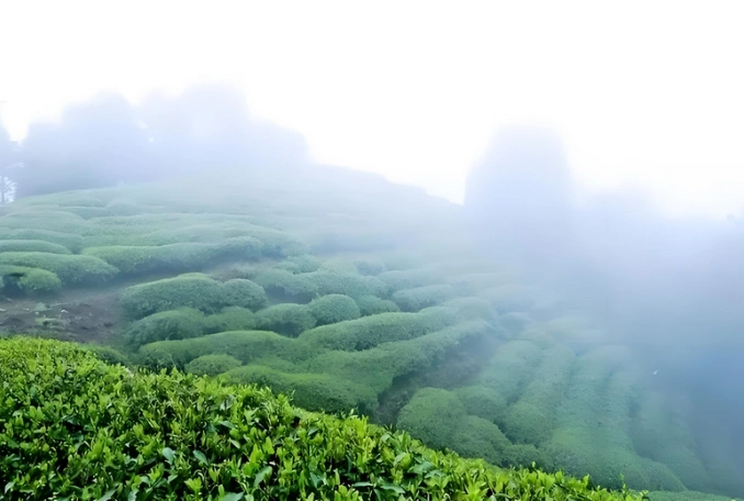 white tea for meditation sessions