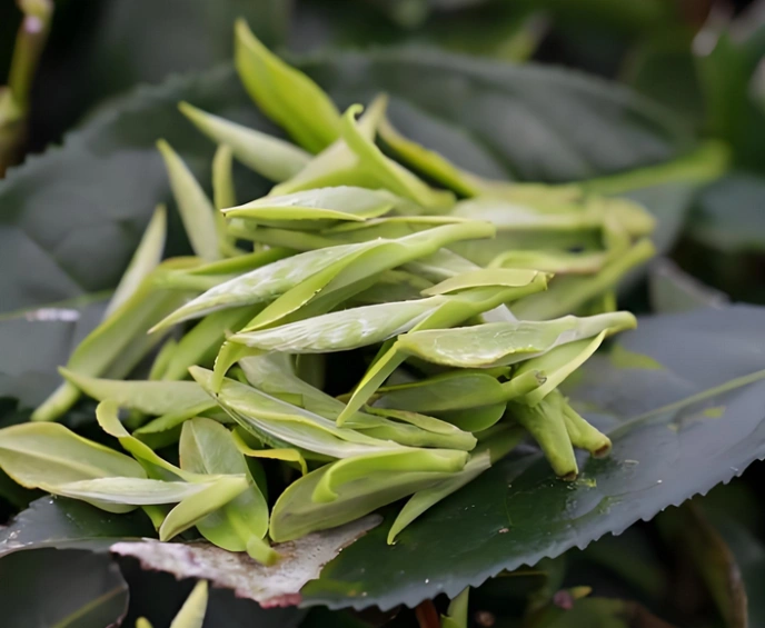 white tea for stress relief