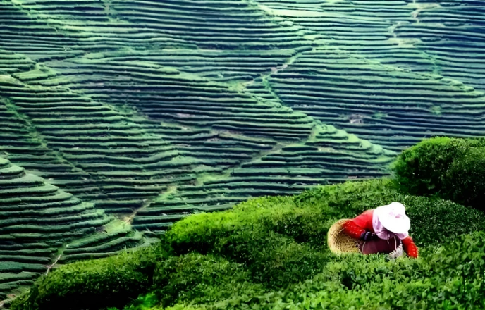 white tea scientific studies