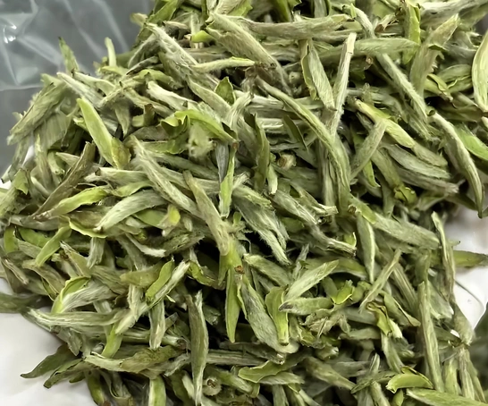 white tea scientific studies
