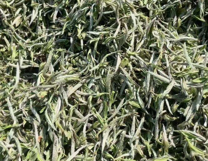 white tea