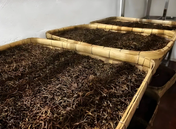 pu erh tea fermentation